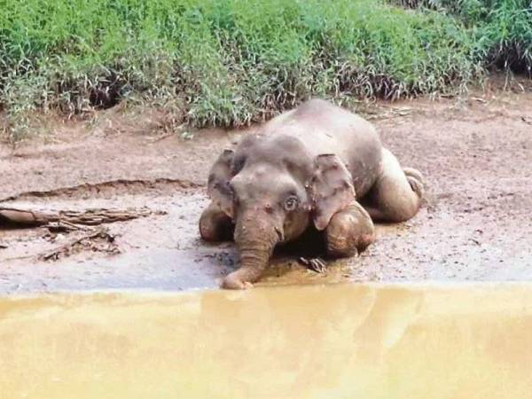 Gajah Pygmy Borneo yang ditemui dengan kesan tembakan di Sungai Udin, Dumpas, Kalabakan, di Tawau. - Foto Jabatan Hidupan Liar