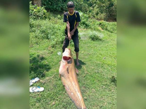 Rezeki Ikan Tapah 35kg