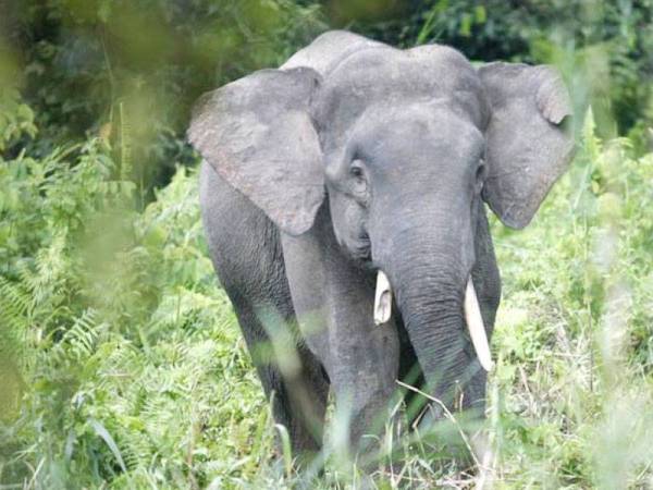 Gajah pygmy - Foto internet