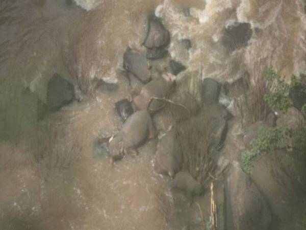 Enam gajah ditemui mati lemas di air terjun sama Sabtu lalu. - Foto Agensi