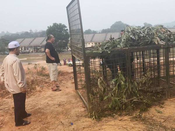 Ghazali (kiri) sebelum ini meninjau perangkap harimau kumbang yang dipasang Perhilitan. - Foto IMITS Bukit Besi