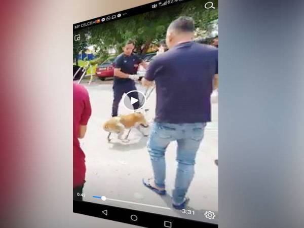 Mpsj Tambah Baik Sop Tangkap Anjing Terbiar