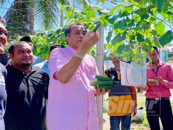 Husam memetik timun antara tanaman yang diusahakan Pergap di Wakaf Zin.