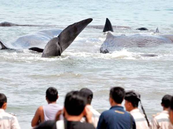 Penduduk tempatan melihat beberapa ikan paus yang terdampar di pantai berhampiran. - Foto Agensi