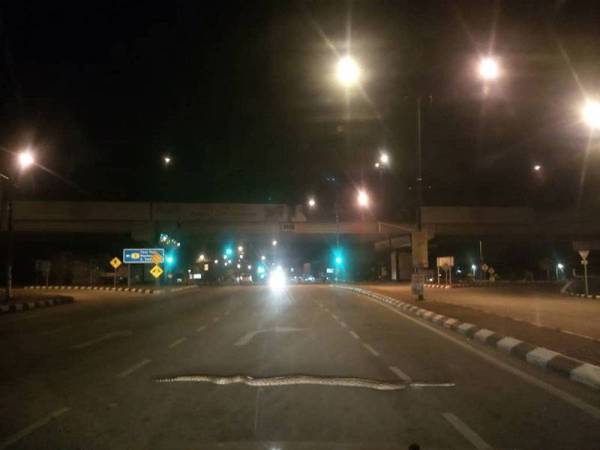 Ular sawa sepanjang tiga meter yang menyusuri jalan berhampiran lampu isyarat Tesco awal pagi tadi. Foto: Ihsan pembaca