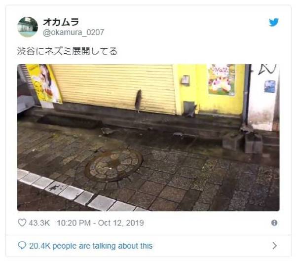 Tikus pelbagai saiz muncul di permukaan jalan di bandar Shibuya selepas Taufan Hagibis membadai kawasan tengah dan timur Jepun.