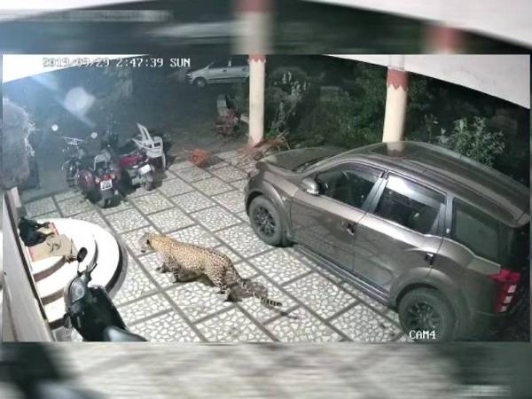 Video berdurasi 44 saat menunjukkan kejadian harimau bintang menyerang anjing didakwa berlaku di Kampung Perik,di sini, yang tular mencetuskan kegelisahan awam.