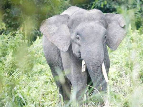 Gajah pygmy - Foto internet