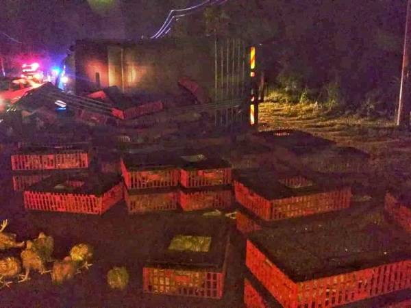 Ayam hidup bertaburan dalam nahas membabitkan lori dan sebuah kereta hingga mengorbankan seorang lelaki warga Thailand malam tadi.