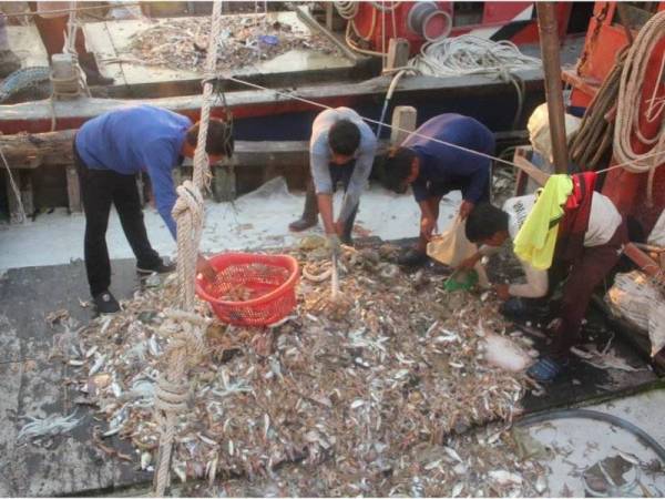 Rampasan pelbagai jenis ikan susulan penahanan tiga bot nelayan kelas B1 di jarak kira-kira 5 batu nautika dari Sungai Tengkorak, Tanjung Karang, Selangor semalam.