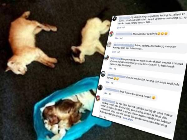 60 ekor kucing diracun, netizen kecam pelaku