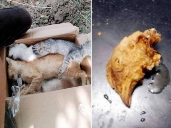 60 ekor kucing diracun, netizen kecam pelaku