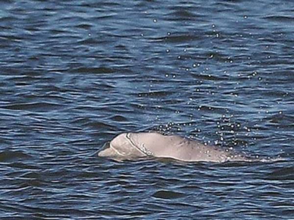 Seekor lagi ikan paus ditemui mati di Sungai Thames, United Kingdom selepas lebih seminggu seekor paus humpback yang dilihat berenang di sungai itu juga mengalami nasib sama.- Foto Agensi