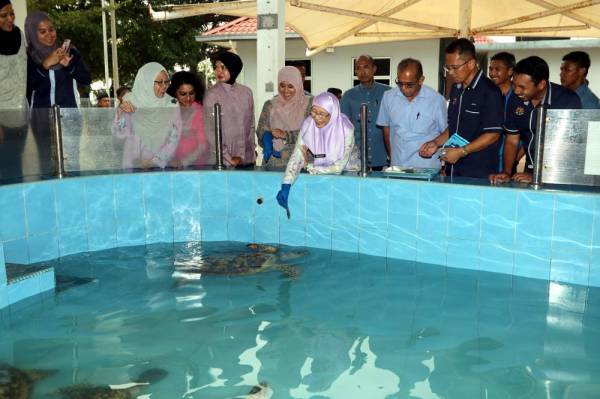 Dr Wan Azizah memberi makanan pada penyu yang bernama 'Along' ketika lawatan ke Pusat Konservasi dan Penerangan Penyu Padang Kemunting petang ini. -Foto Bernama