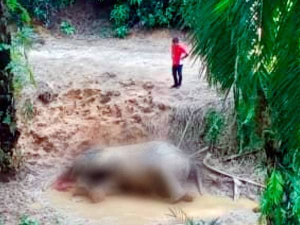 Gajah dewasa yang ditemui mati dengan kesan tembakan di sebuah ladang di daerah Beluran, 210 kilometer dari Kota Kinabalu semalam. FOTO: The Star Online