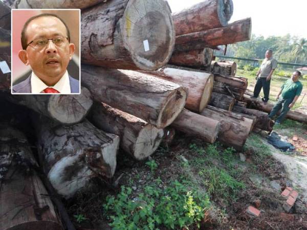 JPNP berjaya merampas pelbagai jenis balak yang bernilai lebih RM100,000 di Hutan Simpan Ibam, Rompin. Gambar kecil: Mohd Hizamri