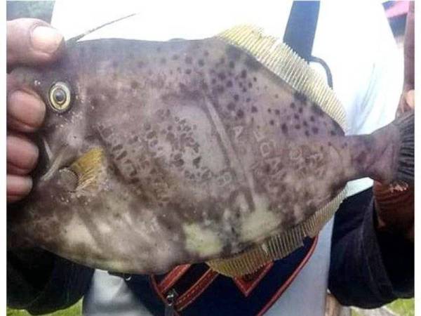 Seekor ikan tertera kata-kata aneh.- Foto: Kompas