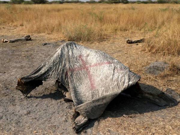 Bangkai gajah ditemui di kawasan Mamabe di Botswana dipercayai menjadi mangsa pemburu haram.