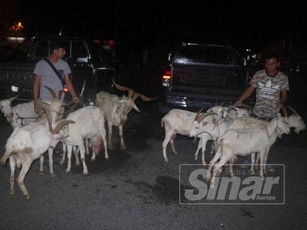 Polis merampas 10 ekor kambing daripada 52 ekor yang dicuri dan disembelih untuk dijual di Pasar Kulim.