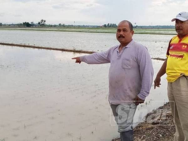 Napiyah (kanan) menunjukkan masalah pokok padi yang ditanamnya ditenggelami air.