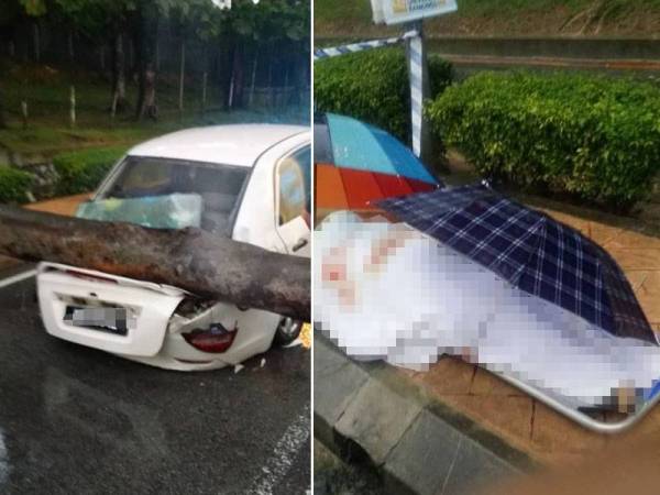 Proton Saga yang remuk di bahagian belakang kereta akibat dihempap pokok tumbang di UM petang tadi. Gambar kanan: Mangsa disahkan maut akibat dihempap pokok sewaktu melalui jalan itu petang tadi. - Foto JBPM KL