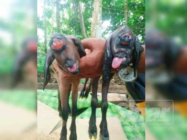 Dua Anak Kambing Mata Satu Sempat Hidup 5 Minit