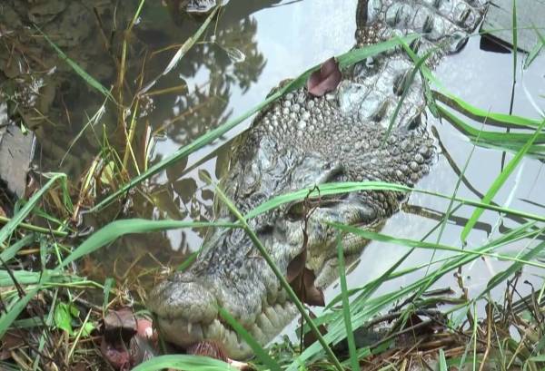 Buaya tular yang digelar Mamat oleh penduduk kampung.