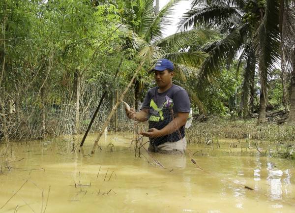 Seorang penduduk Kampung Juntai Sharizal Mustafa mengambil peluang menangkap ikan menggunakan jaring yang dipasang semasa banjir ketika tinjauan di beberapa kawasan Simpang Durian hari ini. -Foto Bernama