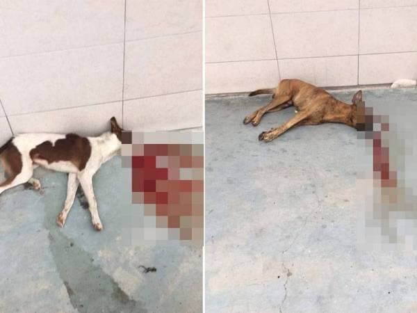 Tular di Facebook dan media sosial beberapa keping gambar menunjukkan beberapa ekor anjing ditemui mati di satu kawasan di Kota Kemuning. - Foto Facebook