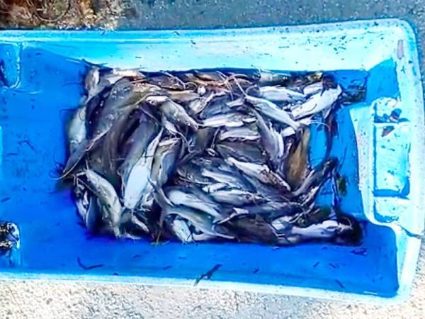 Sebahagian ikan baung yang berjaya dikutip selepas timbul berhampiran Sungai Sungkai Mati akibat pencemaran.