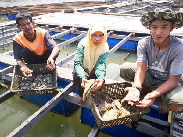 Mohamad Ridzwan (kiri) menunjukkan keadaan tiram yang terjejas disyaki akibat pencemaran.