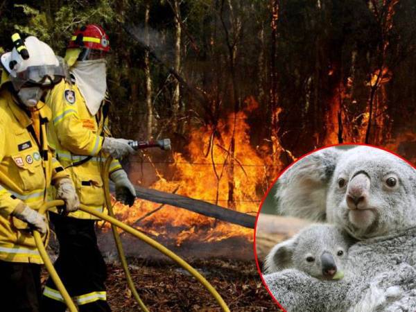 Pegawai bomba bekerja keras memadamkan kebakaran berhampiran Forster, New South Wales, Australia, sejak Sabtu lalu. - FOTO: EPA-EFE