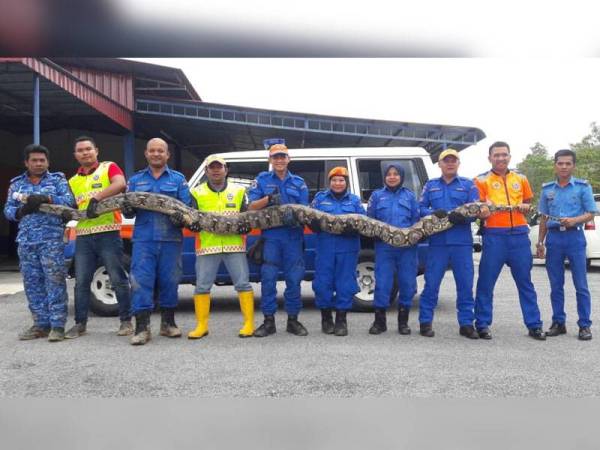 Lebih sejam tangkap ular sawa bunting 120kg Sinar Harian