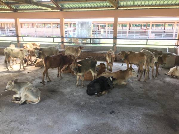 Lembu yang ditahan ditempatkan di ibu pejabat MAQIS untuk tindakan lanjut.