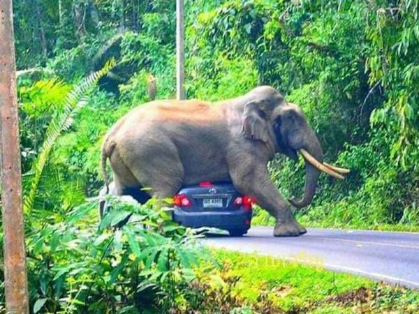 Unduh 770 Gambar Gajah Dari Belakang Keren Gratis HD