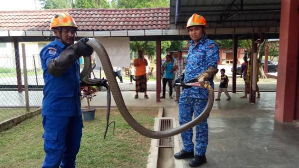 APM berjaya menangkap ular tedung selar seberat 12 kilogram di SK Pasir Linggi.