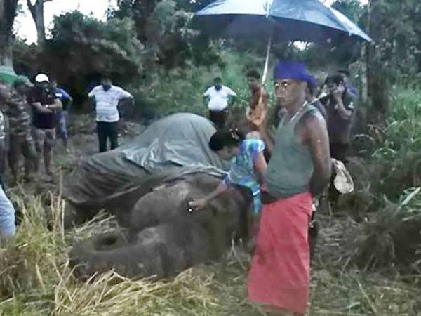 Orang ramai mengelilingi bangkai Kanakota yang mati akibat keletihan selepas mengangkut pelancong di Sri Lanka.