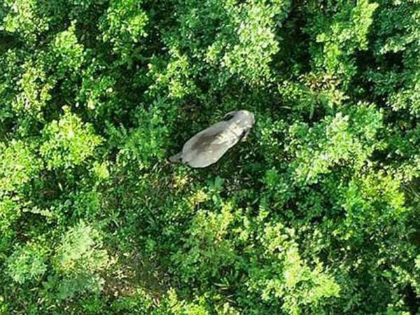 Gambar diambil dron menunjukkan kelibat Laden di kawasan hutan Rongjuli di daerah Goalpara di Assam.
