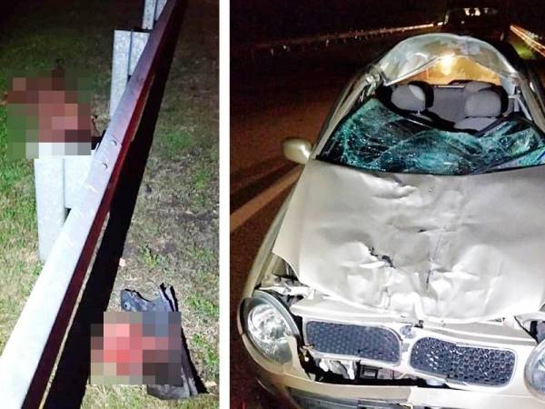 Keadaan salah sebuah kereta yang rosak teruk di bahagian hadapan selepas merempuh seekor lembu yang melintas. - Foto PDRM