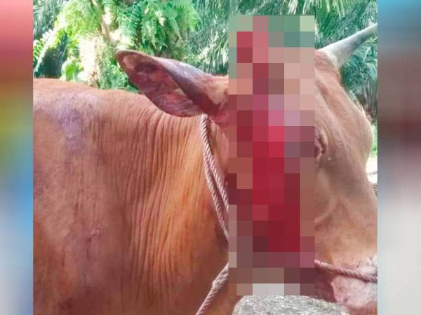 Lembu milik Anto ditemui berlumuran darah tanpa diketahui punca.