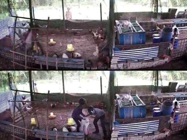 Rakaman video CCTV yang tular memaparkan tiga individu yang mencuri ayam di di Kampung Jelutong, Batu 8 Lekir di sini 26 Oktober lalu.