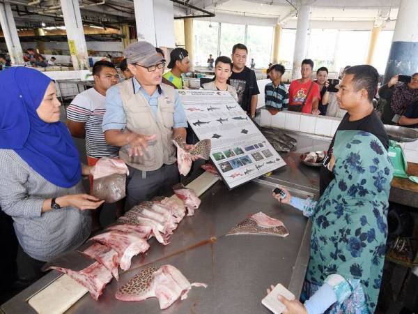 Lawrence Kissol (dua dari kiri) menerangkan spesis ikan yu dan pari yang terancam dan dilarang penjualannya kepada peniaga Pasar Ikan Umum Sandakan pada Program Sosialisasi Spesies Terancam di pasar itu hari ini.
--fotoBERNAMA (2019) HAK CIPTA TERPELIHARA