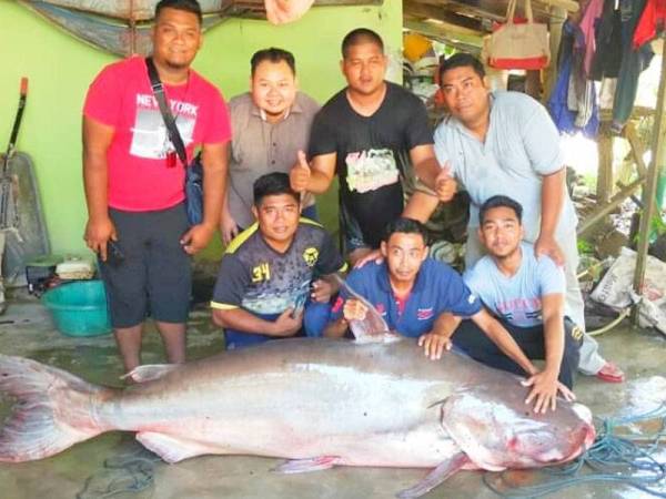 Penduduk kampung tidak melepaskan peluang bergambar dengan ikan patin buah 150kg. - Foto ihsan pembaca