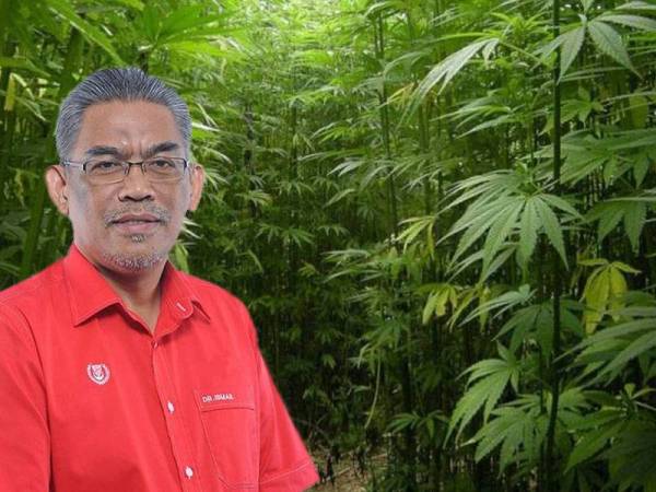 Kerajaan sebelum ini mengumumkan akan membenarkan penanaman hem iaitu tumbuhan dari spesies ganja bagi tujuan penyelidikan.