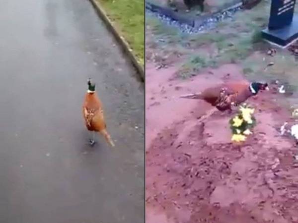 Burung menunggu dan mengiring anak arwah ke kubur ibunya. (Kanan: Burung berlegar-legar di kubur arwah sekali gus menyentuh hati lelaki tersebut.)