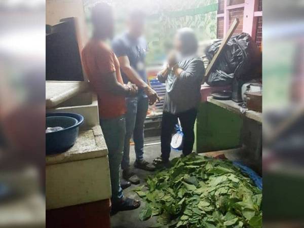 Daun ketum seberat lebih 11 kilogram yang dijumpai di bahagian dapur sebuah restoran tomyam, semalam.