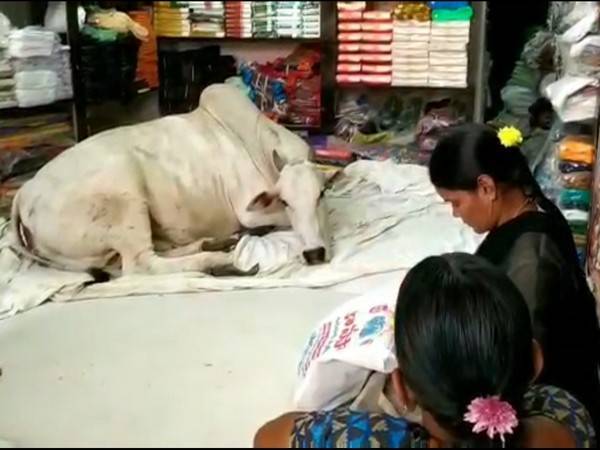 Lembu terbabit pertama kali memasuki kedai itu pada musim panas lalu.