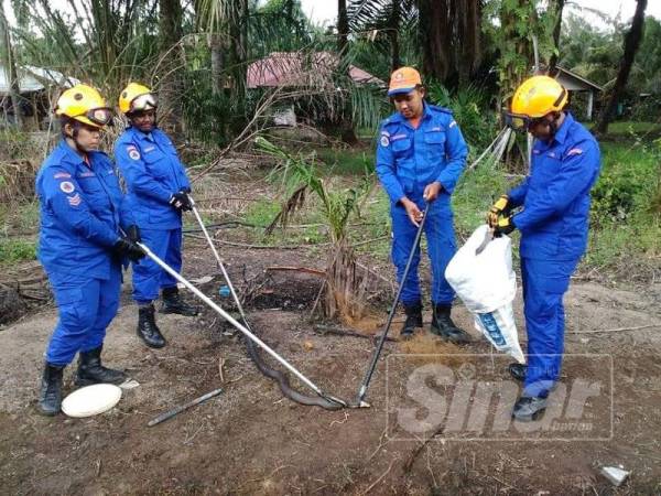 Anggota APM menangkap ular tedung tersangkut pada jaring ikan di parit belakang sebuah rumah di Parit Mahang semalam.