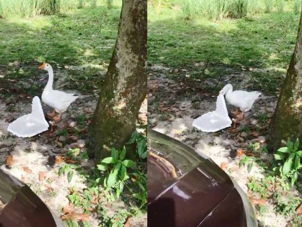 Paparan seekor angsa putih memakan polistirena tular di laman sosial.