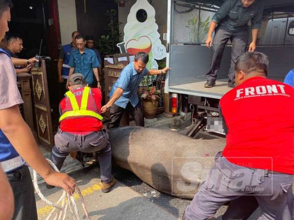 Anggota berkuasa sedang menangkap kerbau naik minyak di di Jalan Tun Tan Cheng Lock, berhampiran Jonker Walk.